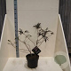 Sambucus nigra Black Beauty 40-60 cm 10L
