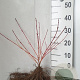 Cornus sang. 'Midwinter Fire' 25-40 cm wortelgoed 0/1/1