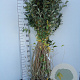 Elaeagnus umbellata 40-60 cm wortelgoed 2-jarig verplante zaailin