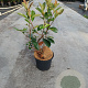 Photinia fraseri 'Red Robin' 30-40 cm 3,0L