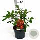 Photinia fraseri 'Red Robin' 30-40 cm 3,0L