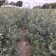 Hippophae rhamnoides 50-80 cm wortelgoed 3 jarig verplante zaailin 2-3 tak