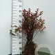 Berberis thunbergii 'Atropurpurea' 30-40 cm wortelgoed 2-jarig verplante zaailin 2 tak