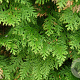 Chamaecyparis lawsoniana 30-40 cm wortelgoed 1/1