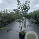 Malus 'Evereste' 125-150 cm 20L