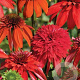 Echinacea 'Eccentric' GM P9 BIO