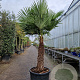 Trachycarpus fortunei 100 cm stam container