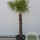 Trachycarpus fortunei 100 cm stam container