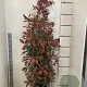 Photinia fraseri 'Red Robin' 150-160 cm 15L