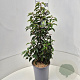 Prunus l. 'Angustifolia' 50-60 cm 6,5L