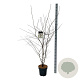 Amelanchier lamarckii 150-175 cm 15L