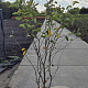 Amelanchier lamarckii 150-175 cm 15L