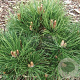 Pinus sylv. 'Nana' 70 cm stam 15L kroon 40-50