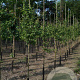 Crataegus media 'Paul's Scarlet' 6-8 HO draadkluit