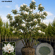 Rhododendron 'Cunningham's White' 140-160 cm met kluit meerstammig
