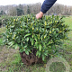Rhododendron 'Cunningham's White' 80-90 cm met kluit
