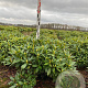 Rhododendron 'Cunningham's White' 80-90 cm met kluit