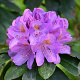Rhododendron 'Catawbiense Grandiflorum' 60-70 cm met kluit
