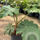 Tetrapanax papyrifer 'Rex' 30-40 cm 7,5L