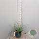 Hesperaloe parviflora 40-60 cm 10L