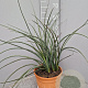 Hesperaloe parviflora GM C6L