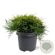 Juniperus media 'Old Gold' 30-40 cm 5,0L