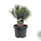 Pinus sylv. 'Watereri' 25-30 cm 3,5L