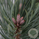 Pinus sylv. 'Watereri' 25-30 cm 3,5L