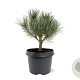 Pinus sylv. 'Watereri' 25-30 cm 3,5L