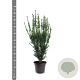 Taxus media 'Hillii' 60-80 cm 7,5L