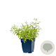 Cerastium biebersteinii GM  P11