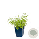 Cerastium biebersteinii GM  P11