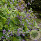 Clematis (H) 'Blue Wings' GM P9