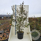Cornus mas 175-200 cm cont. 55L meerstammig
