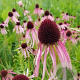 Echinacea pallida GM P9