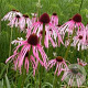 Echinacea pallida GM P9