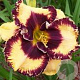 Hemerocallis 'Open My Eyes' GM P9