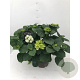 Hydrangea m. Ice Girl 30-40 cm 5,0L