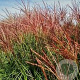Miscanthus sin. 'Red Zenith'(R) GM  P11