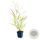 Panicum virgatum 'Heavy Metal' GM  P11