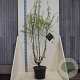 Prunus serrula 150-175 cm 20L meerstammig