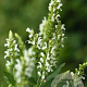 Salvia n. Sensation Compact White GM P9