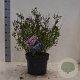 Syringa meyeri 'Palibin' 30-50 cm 10L