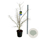 Acer Arctic Jade 125-150 cm 30L extra