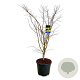 Acer Arctic Jade 150-175 cm cont. 55L extra