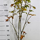 Acer pal. 'Summer Gold' 125-150 cm 15L