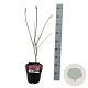 Acer pal. 'Atropurpureum' 50-60 cm 4,5L