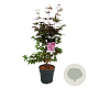 Acer pal. 'Atropurpureum' 60-80 cm P27