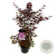 Acer pal. 'Atropurpureum' 80-100 cm P27