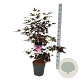 Acer pal. 'Bloodgood' 60-80 cm P27